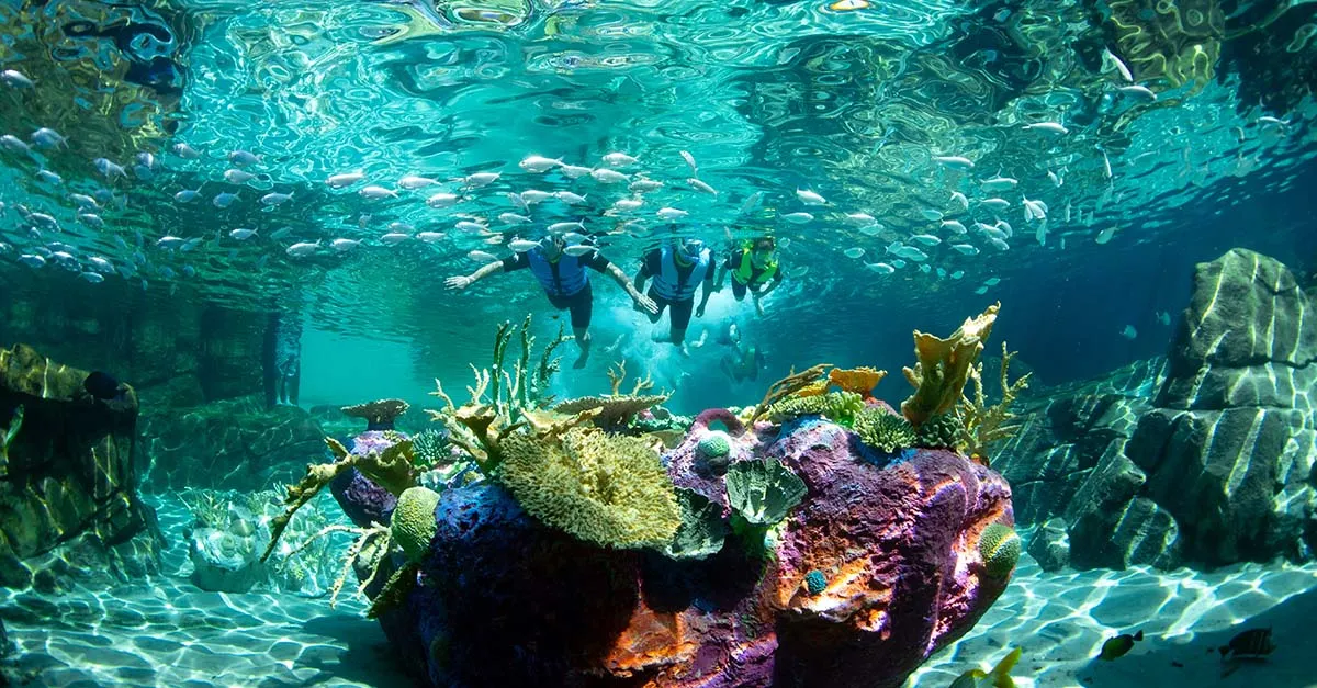 Experience Discovery Cove for less