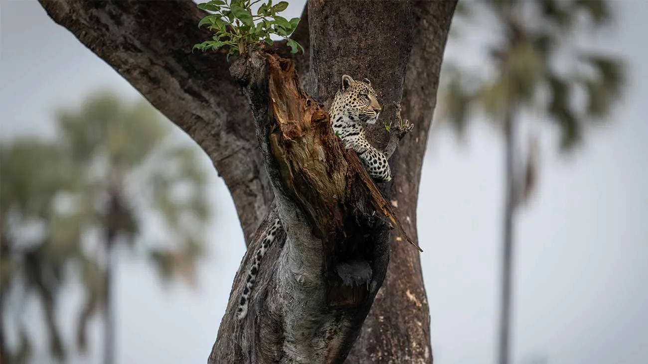 Singita confirms December 2026 opening date for Botswana lodge 