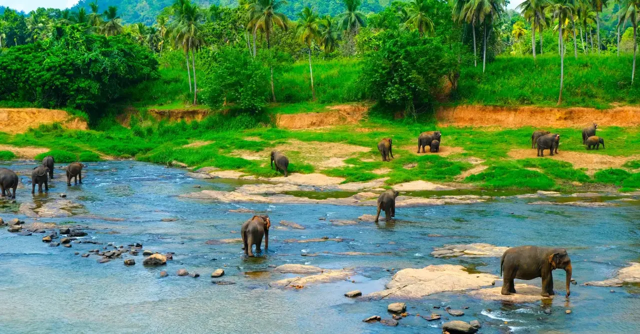 Sri lanka elephants shutterstock 2649965559 resized