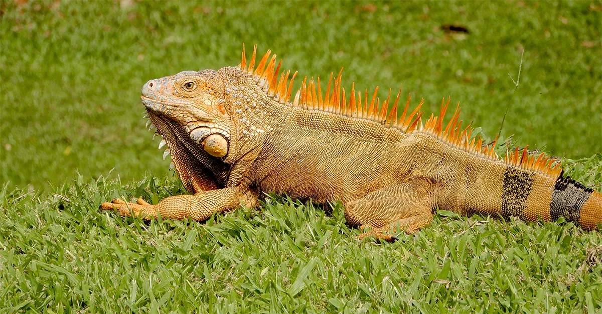 Iguana c B.Watts