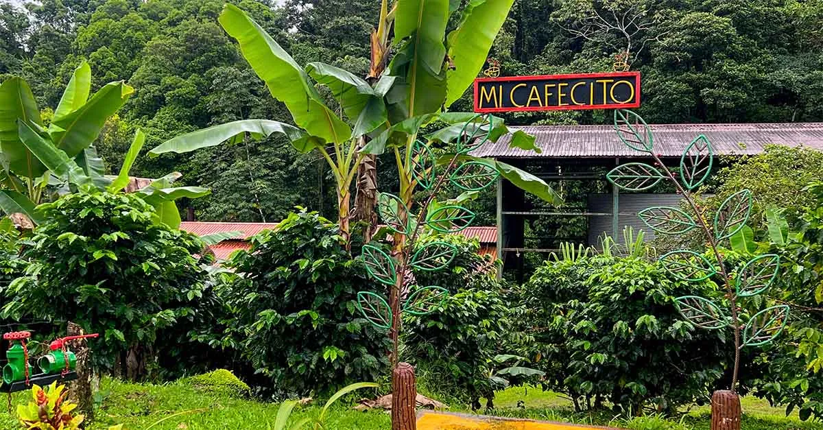 Mi Cafecito Coffee Tour c B.Watts