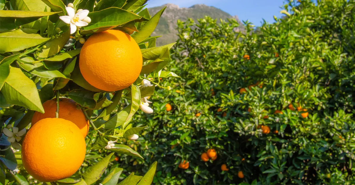 Discovering Spain's serene side on a Fred Olsen fly-cruise