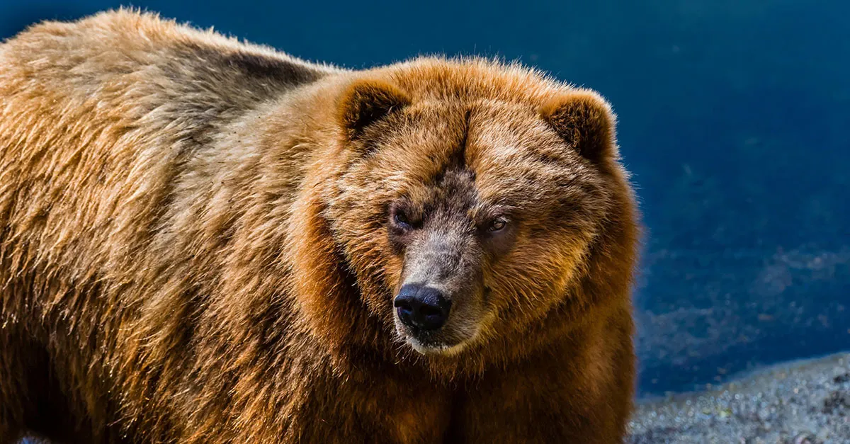 Sitka 37232 1 Experience Sitka Fortress of the Bear Sitka Na