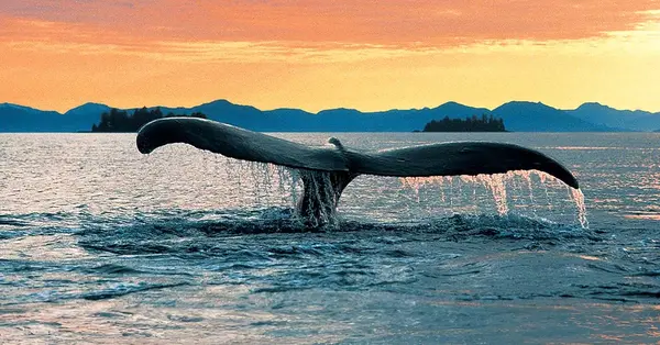 Amplify the Alaska experience with Holland America Line