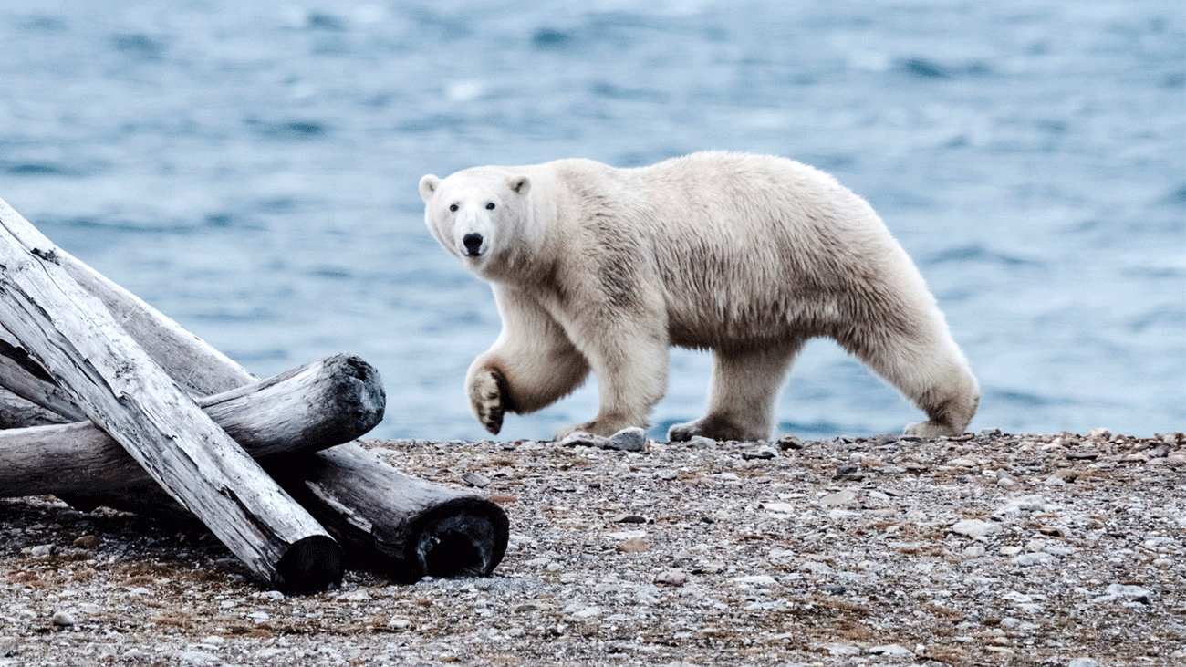 Arctic specialist Basecamp Explorer unveils polar bear research expedition