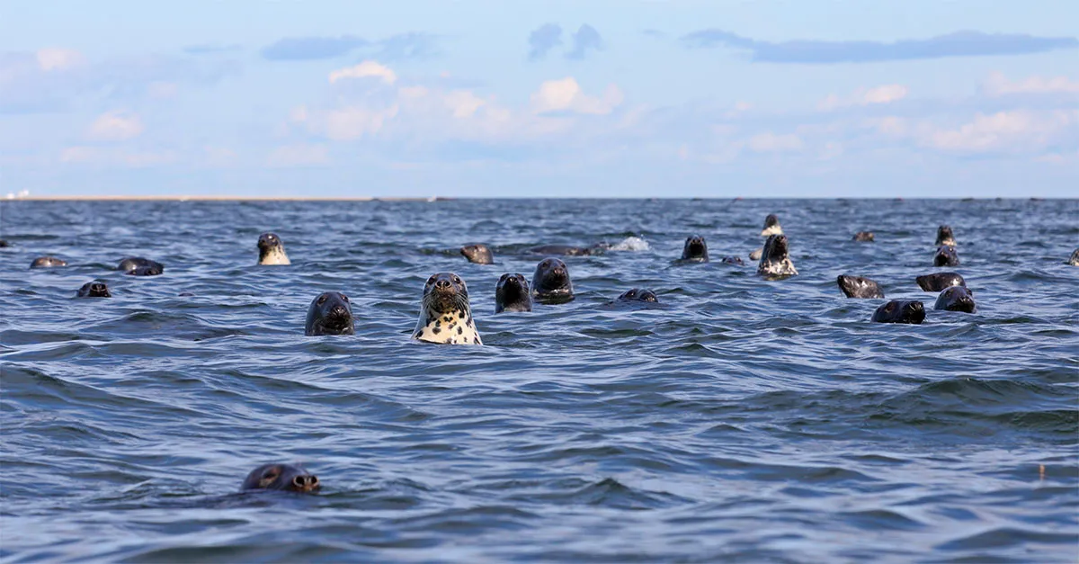 Spotting seals, bears and birds on a nature-focused tour of Estonia