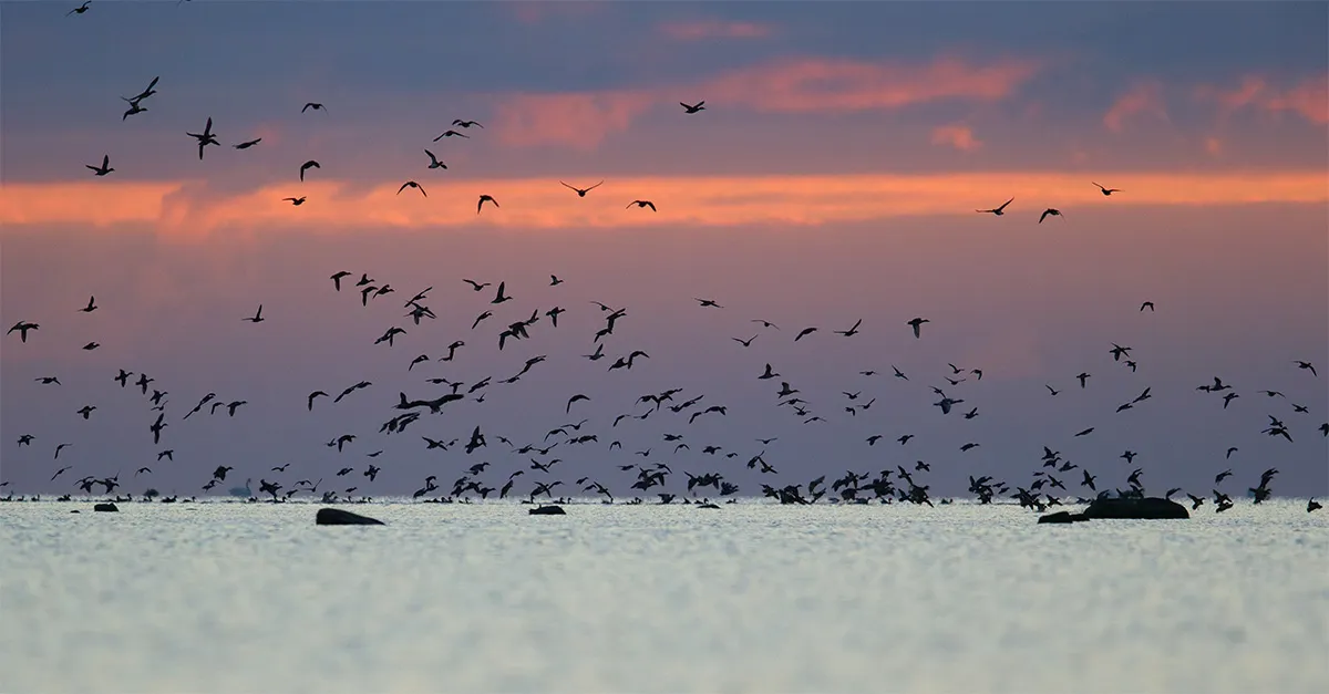 253836 bird watchingCredRemo Savisaar1