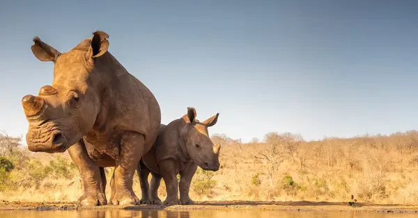 Newmarket unveils South Africa safari fam incentive for homeworkers