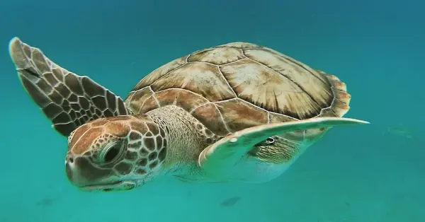 Island adventures in Barbados