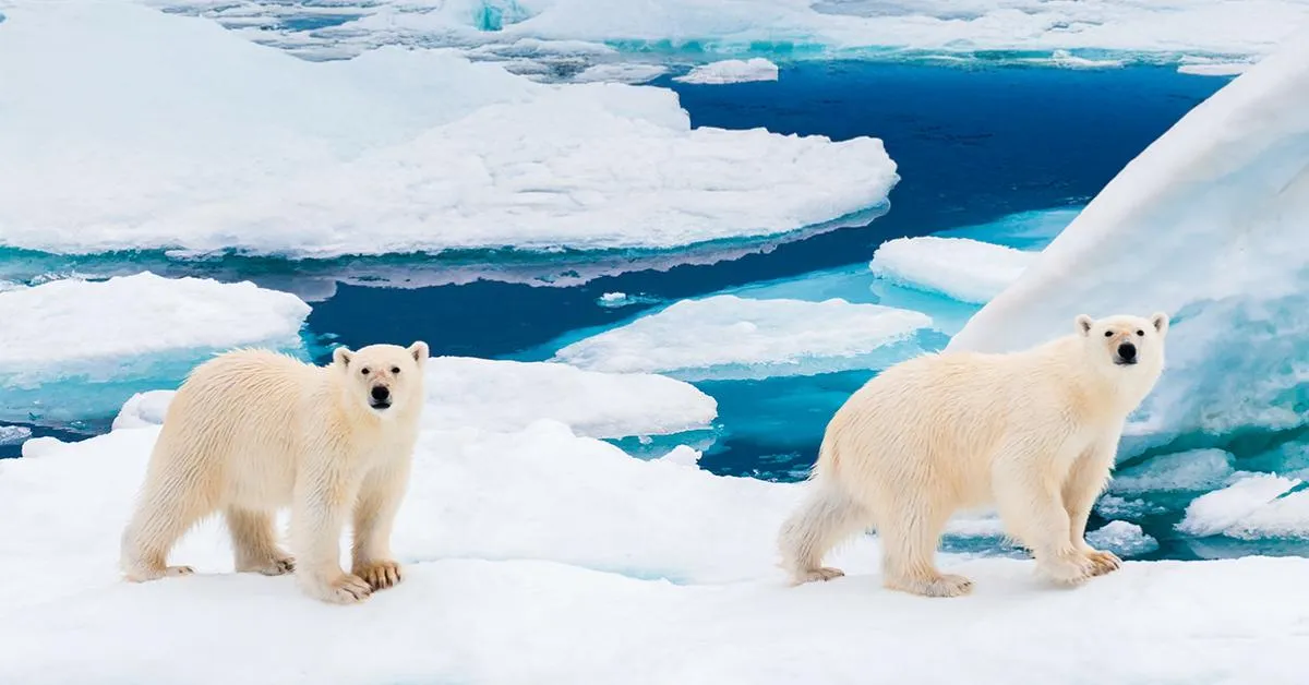 Polar Bears Arctic 1200x627