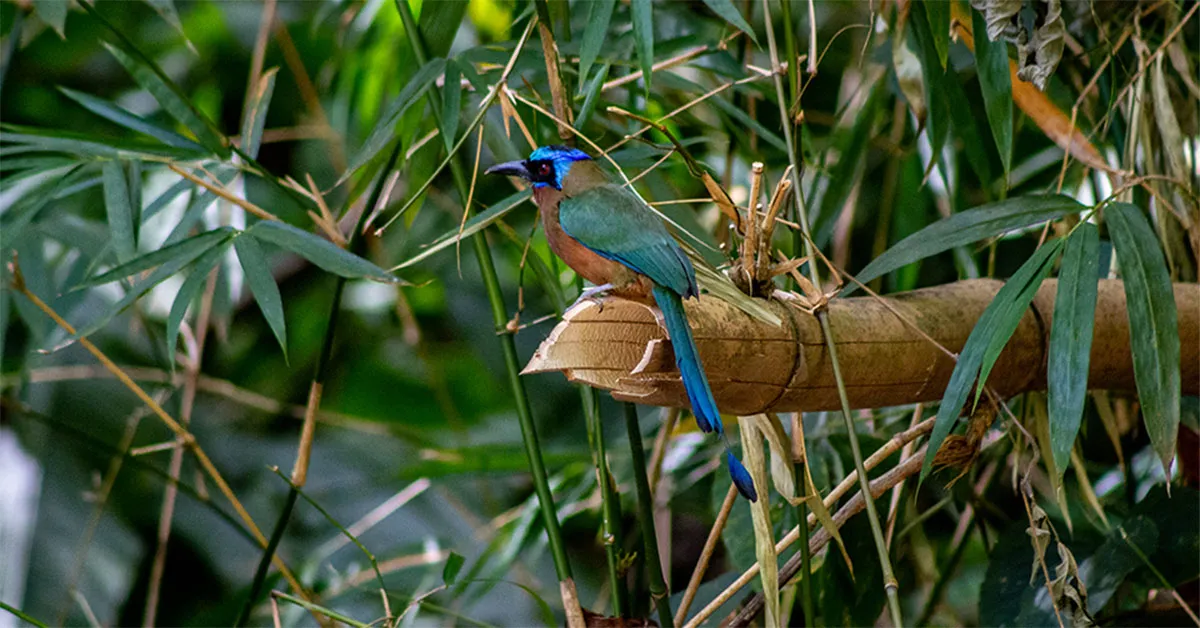 Discover Tobago’s wild heart as it turns 250