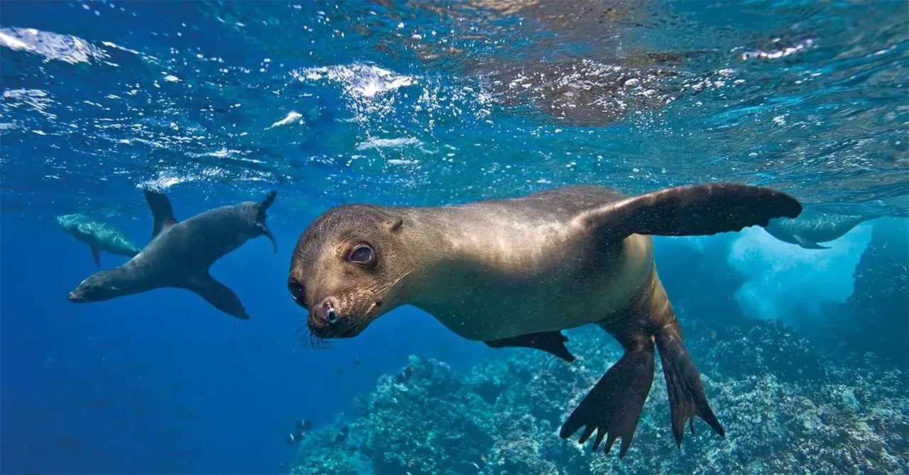 How to sell warm-water expedition cruises