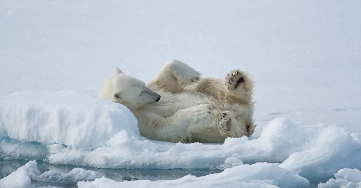 Exodus Polar Bear Svalbard