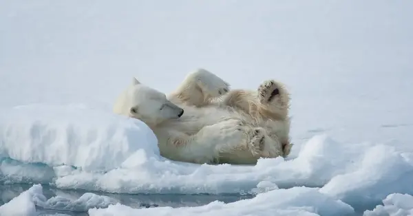 Exodus unveils two Arctic itineraries in Svalbard