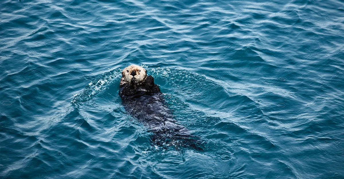 otters in alaska