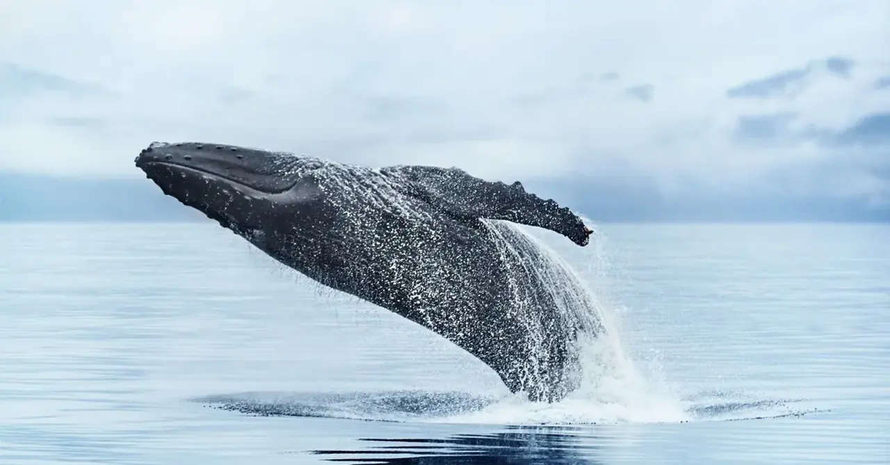 How this Alaska cruise made one blind writer's dreams come true