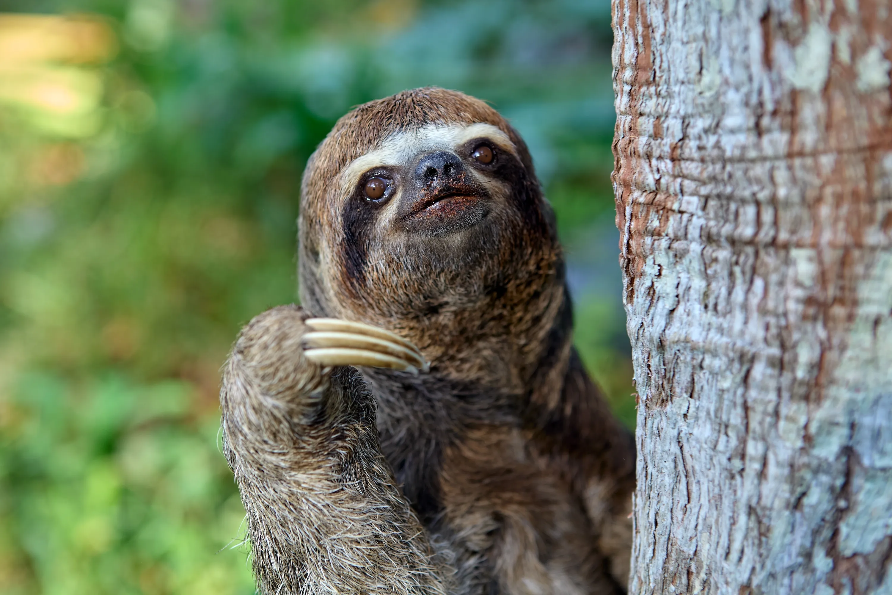 World Rainforest Day
