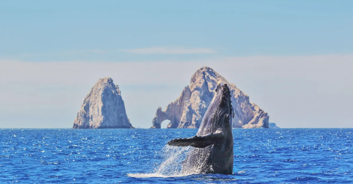 Mexico whale watching