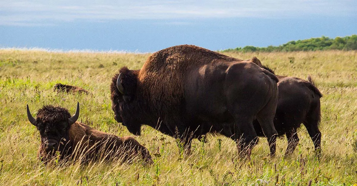 RMNP Bison Credit Travel Manitoba
