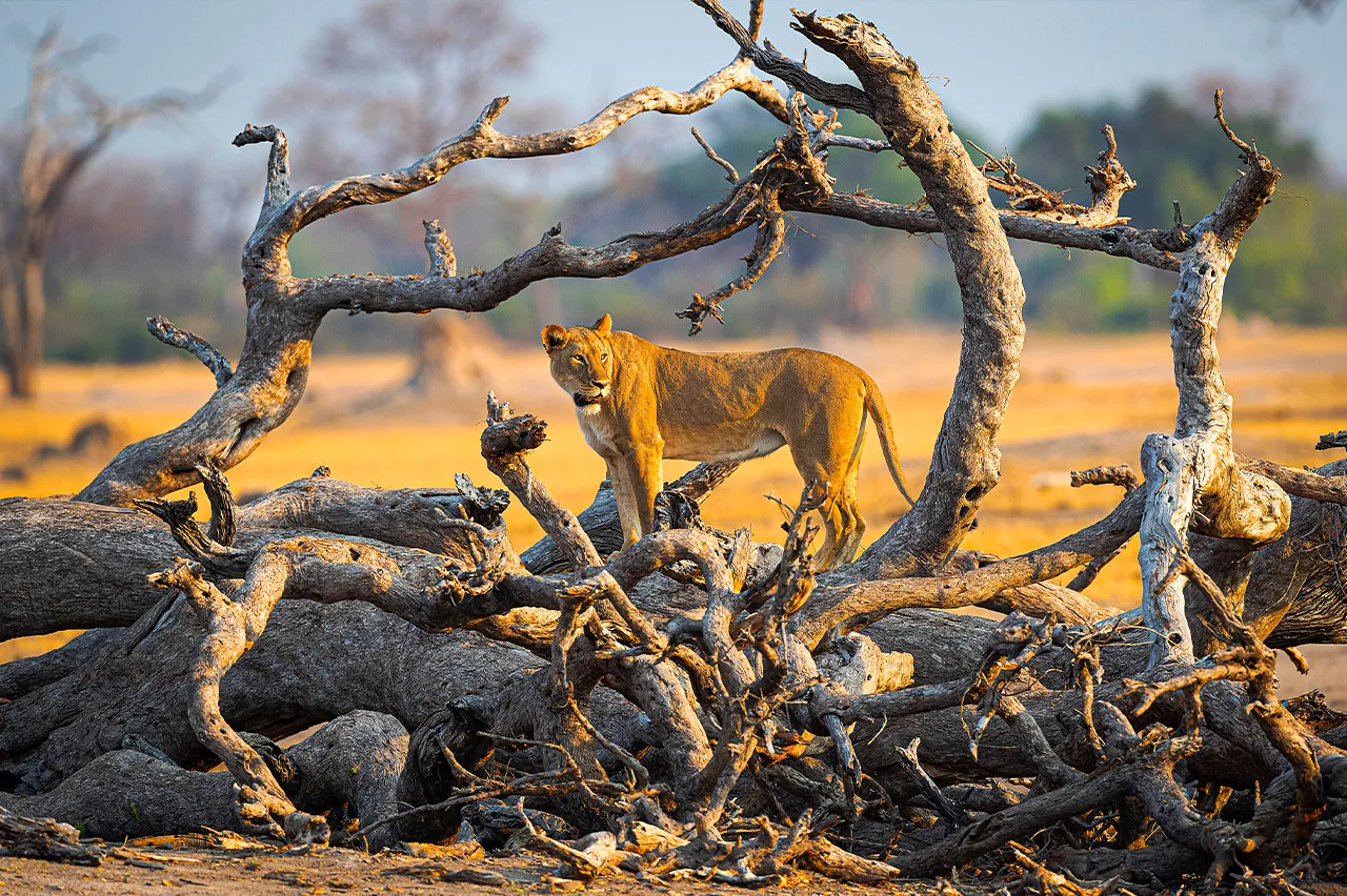 AdobeStock 310965098 Lion Hwange Zimbabwe