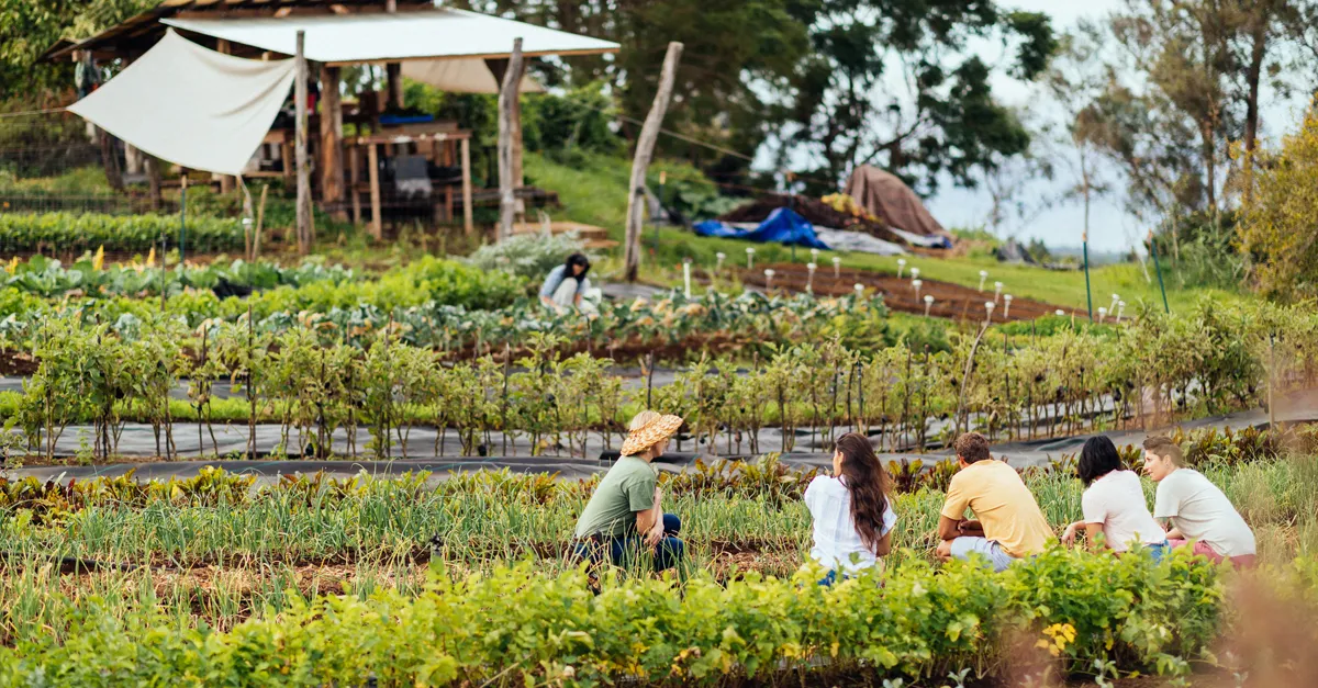 Oo farm Maui