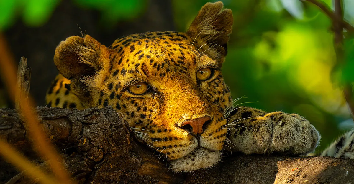 TW coverstars cheetah