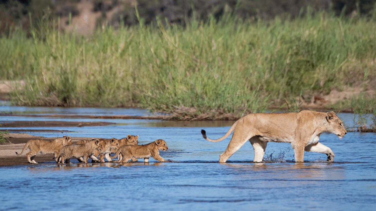 New South African safari brand to expand portfolio in December
