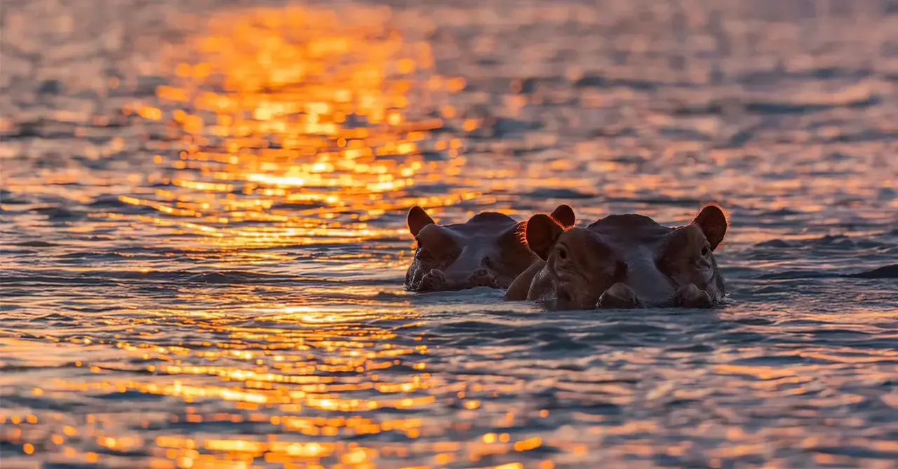 In Focus: The impact of safari tourism - and how the industry can minimise damage