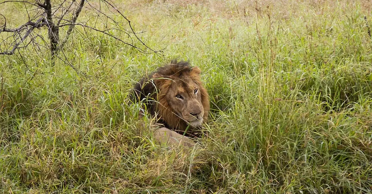 Into the wild: Why safari and city are the perfect pairing in South Africa
