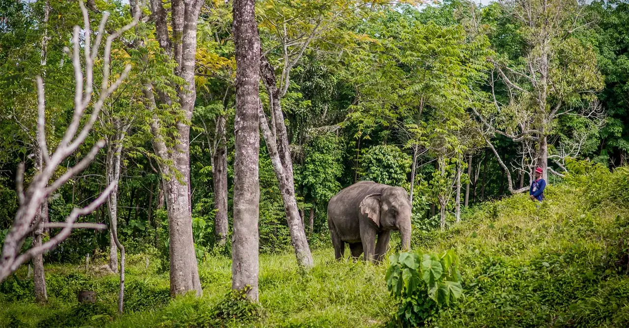 What ethical elephant encounters look like in Thailand
