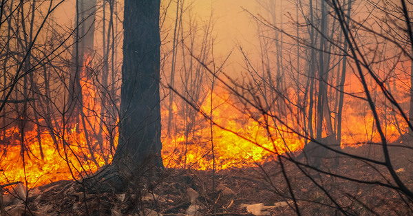 Greece and Turkey latest to be hit by wildfires after devastation in France and Spain