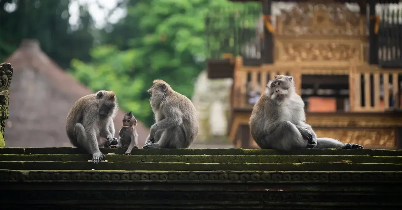 Wild at heart: Selling ethical wildlife experiences in southeast Asia