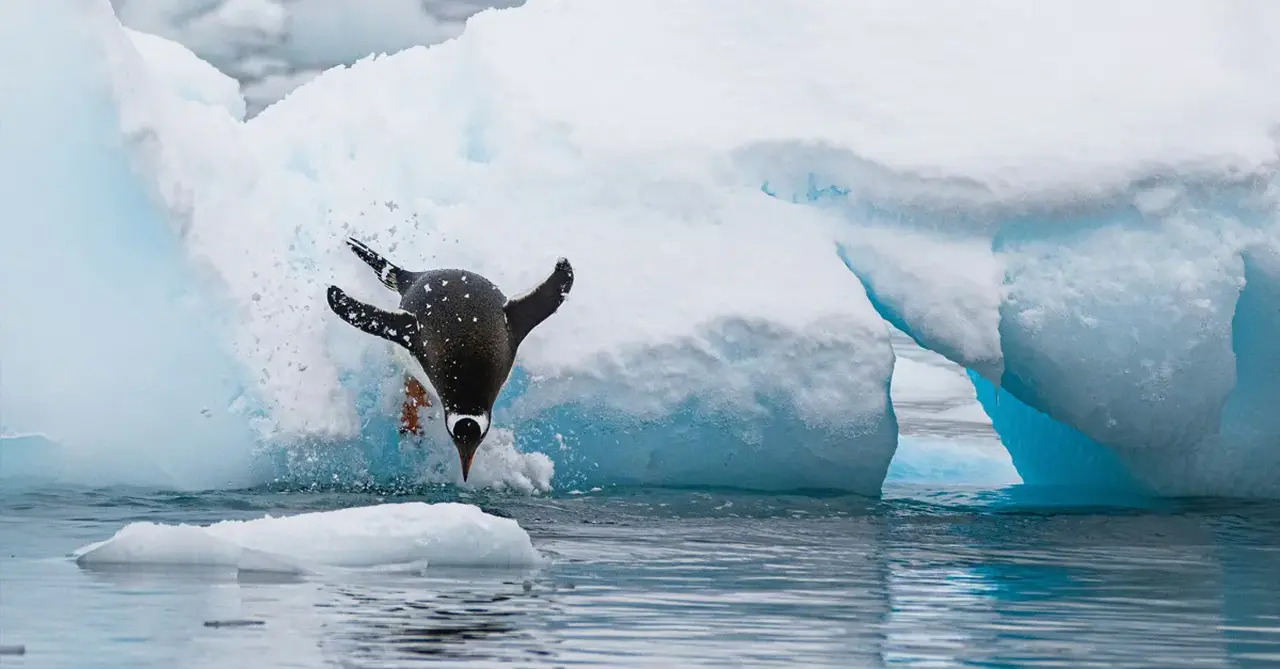 Polar plunge: Close encounters with wildlife on the Seventh Continent