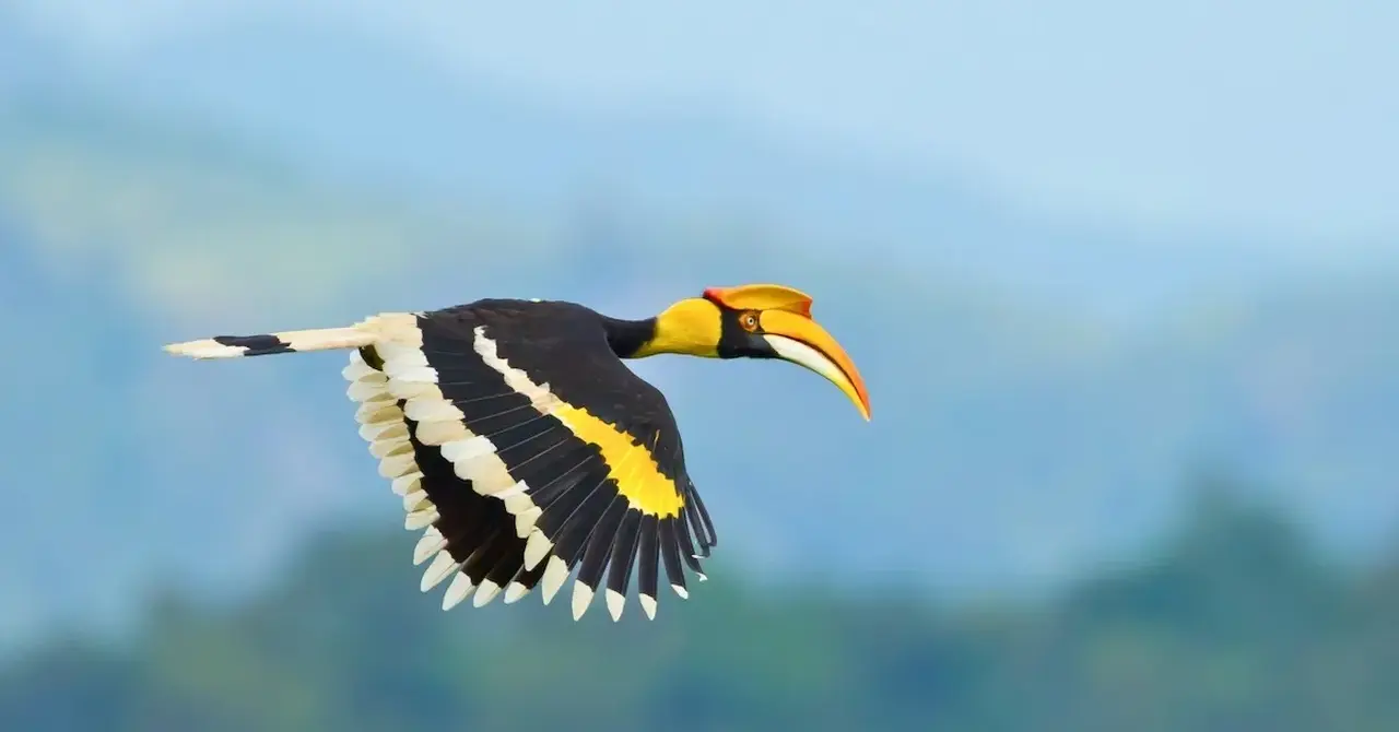 Aito members’ clients flock to book wildlife and birding holidays