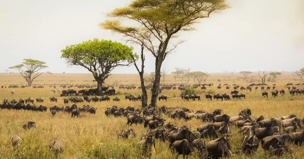 BA expands long-haul with Tanzania and more capacity to South America