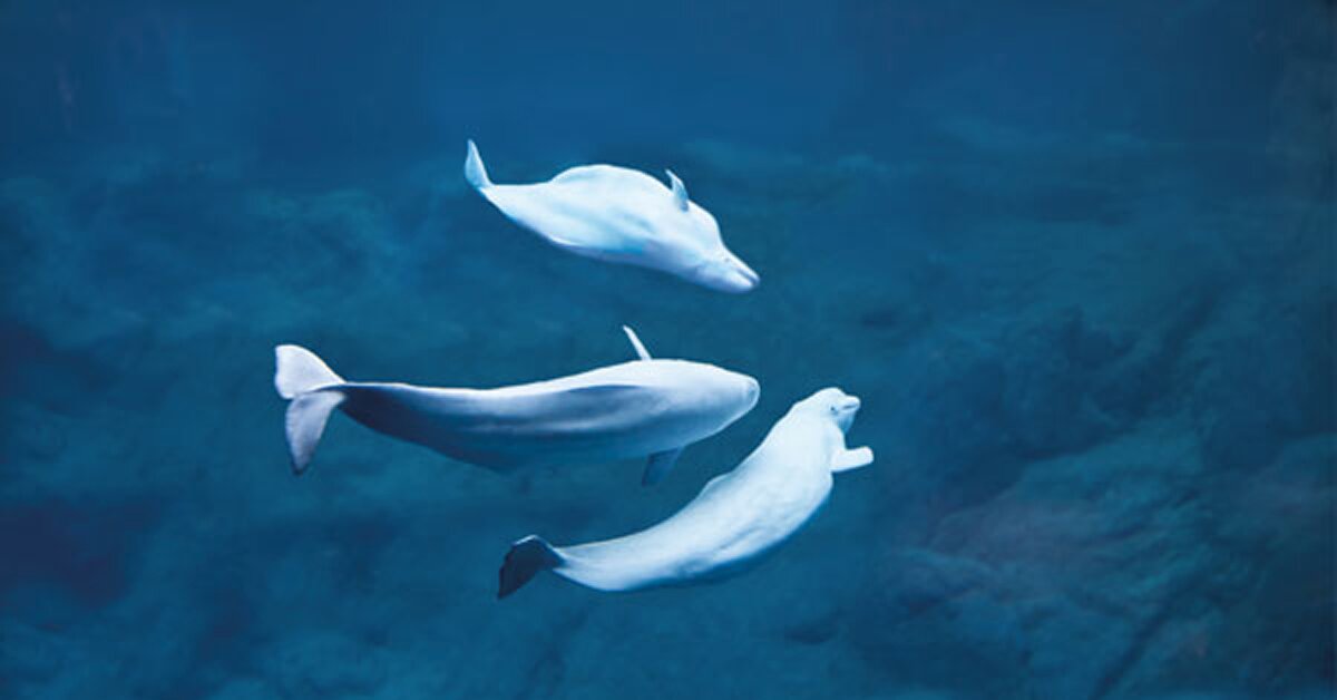 Travel Experience: Whale Watching and Polar Bear-spotting in Canada's Churchill, Manitoba