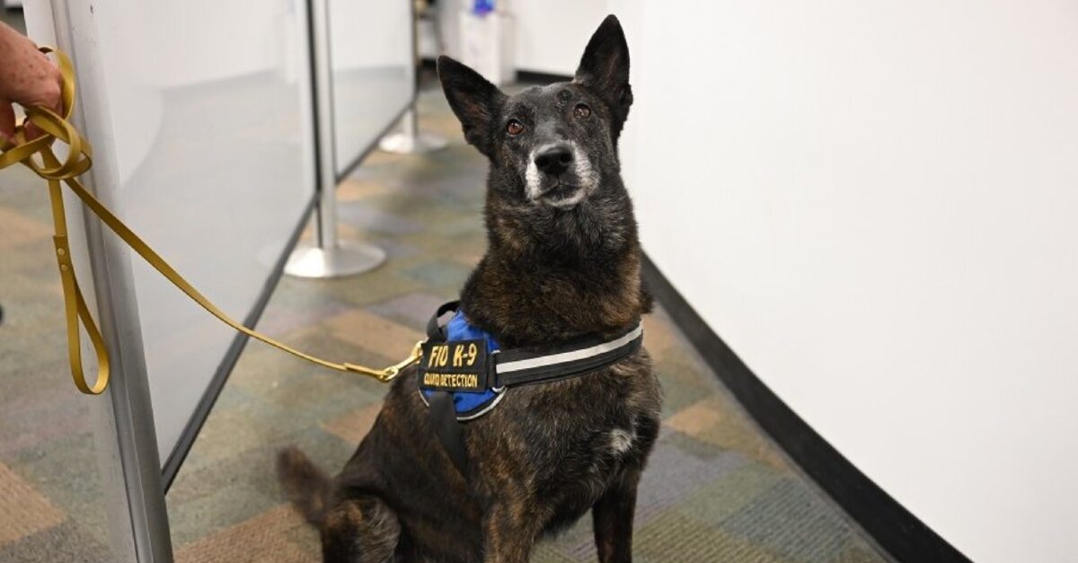 Miami International trials Covid-19 detector dogs