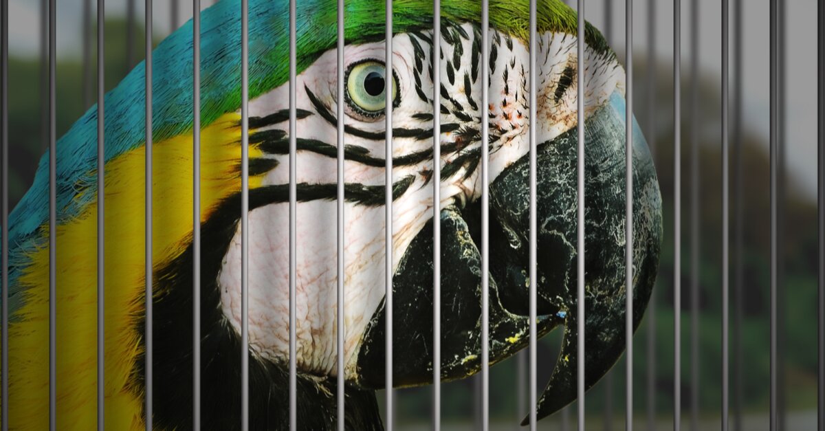 Etihad Cargo launches Forever Home initiative for animal welfare