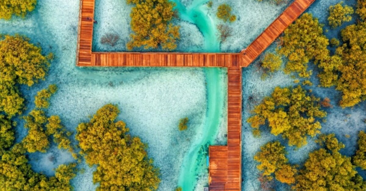 Etihad Mangrove Forest sustainability initiative launches in Abu Dhabi