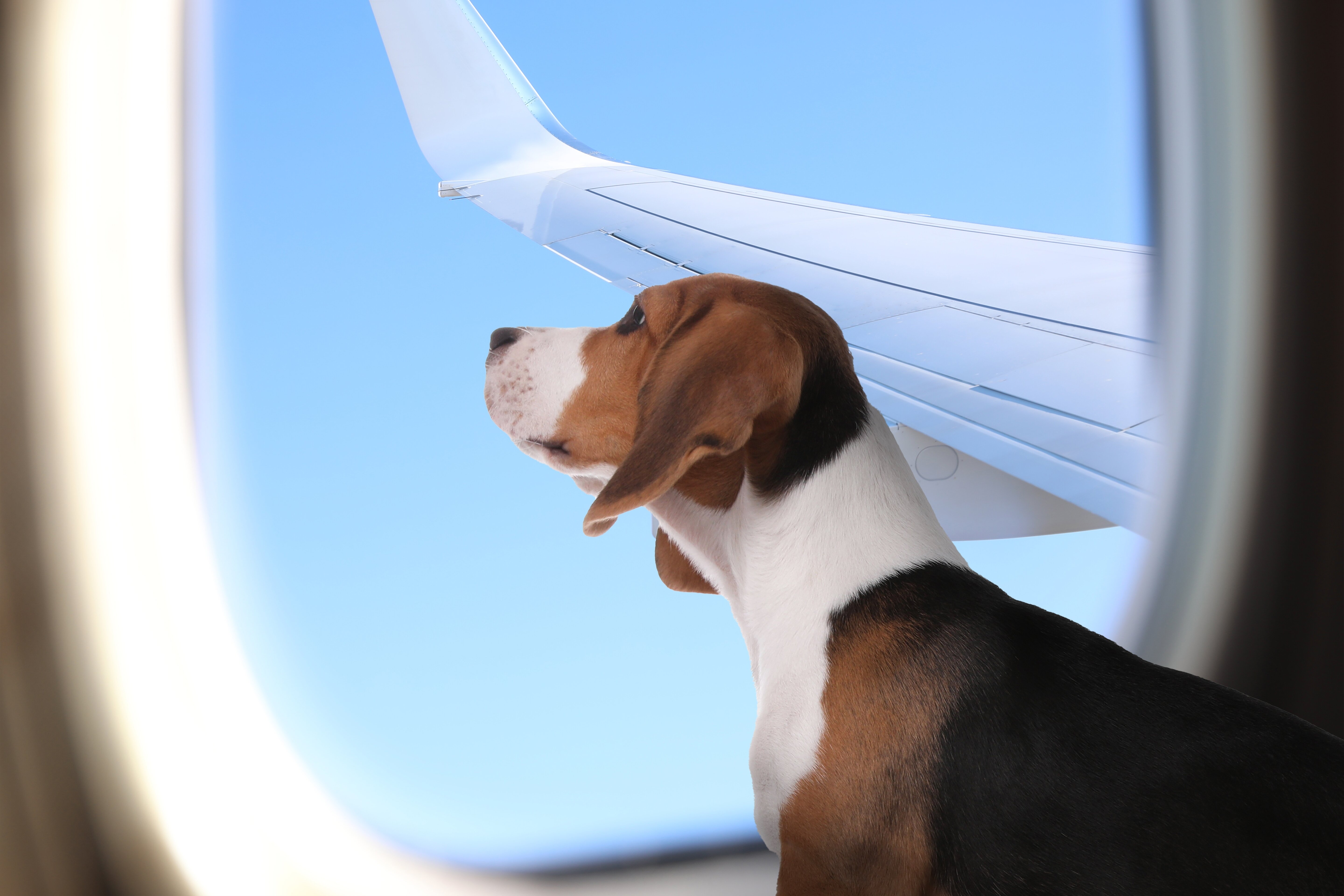 Pet charter service set to launch more flights from Dubai 