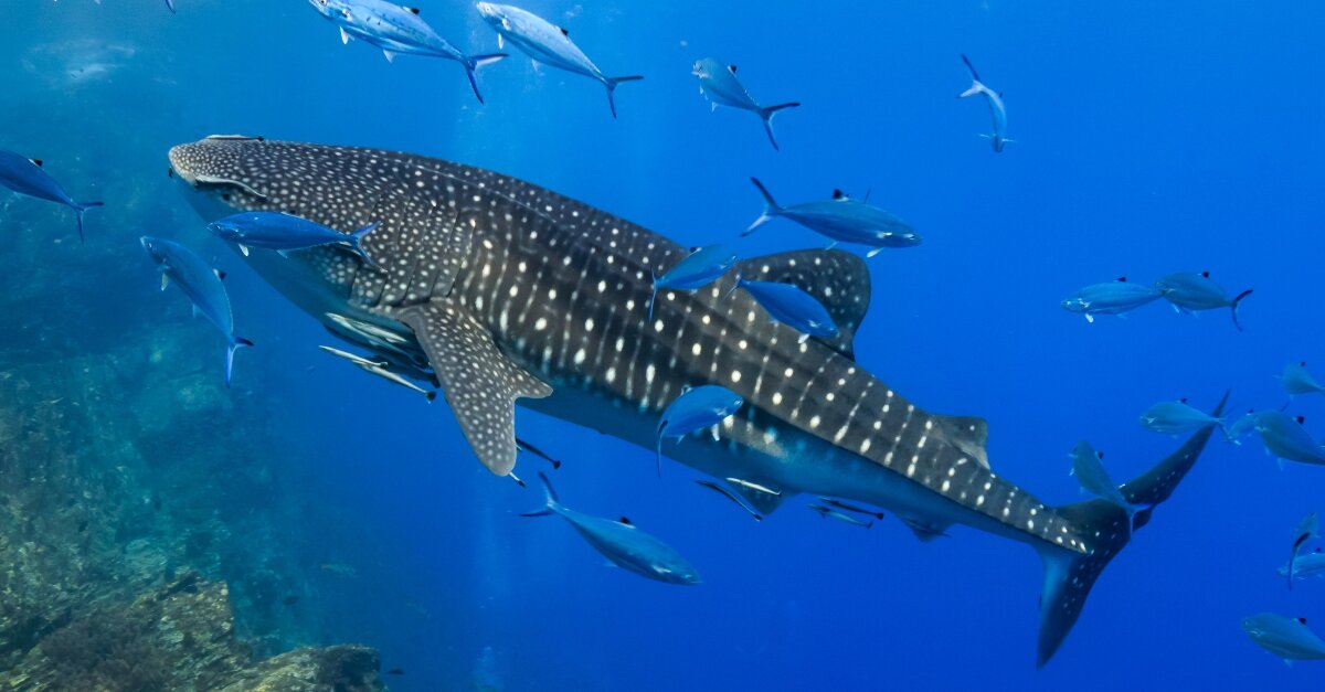 Witness one of the world's largest whale shark gatherings in Qatar