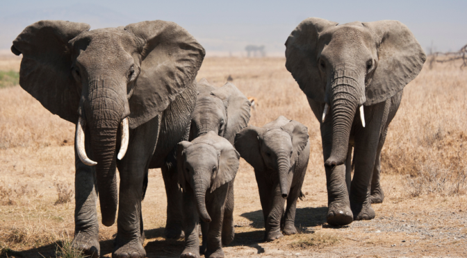 G Adventures adds two more National Geographic tours 