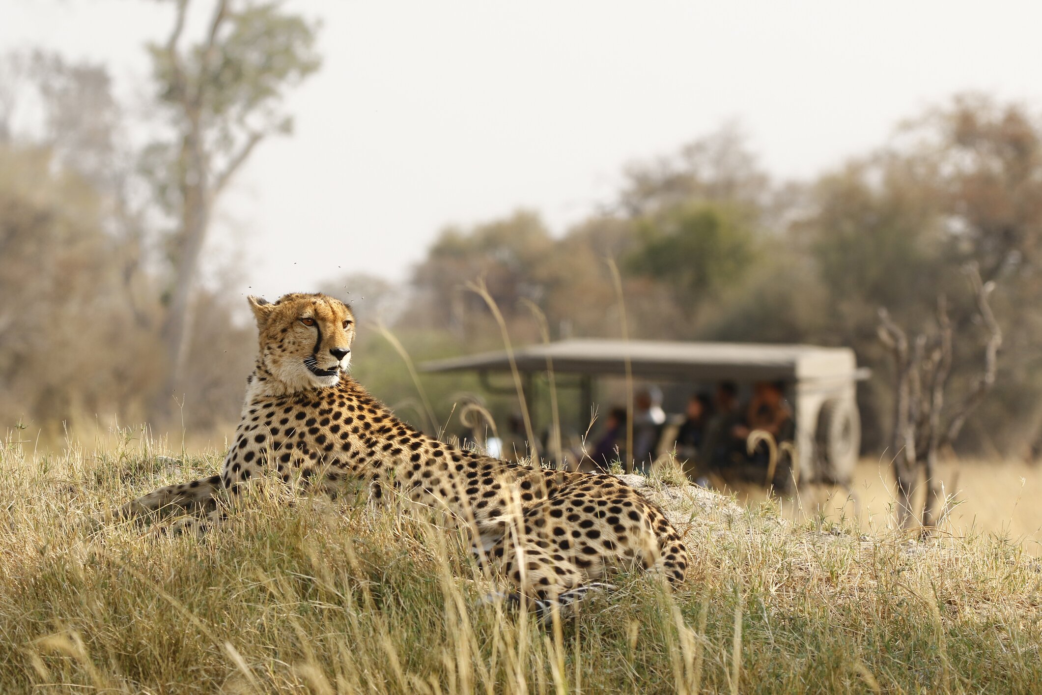 Wellness safaris: a new trend in travel
